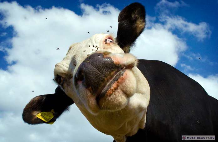 Забавная корова. Самые красивые породы коров
