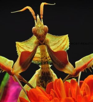 Удивительно красивые фото богомолов разных видов
