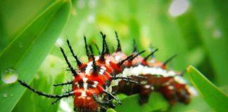 Гусеницы. CC0