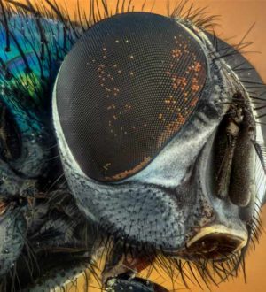 Самые красивые мухи в мире: описание и Фото