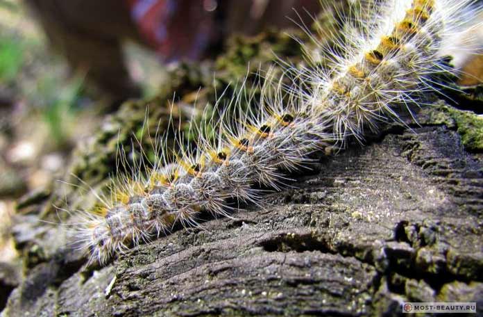 Самые ядовитые гусеницы: Шелкопряд походный сосновый