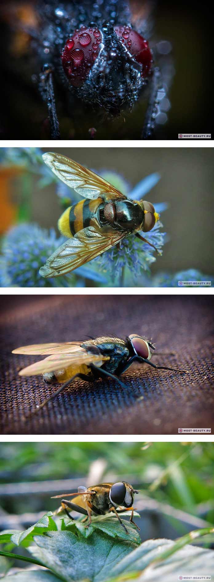 Самые красивые мухи в мире (CC0)