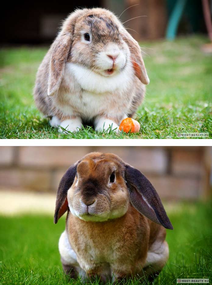 Породы карликовых кроликов
