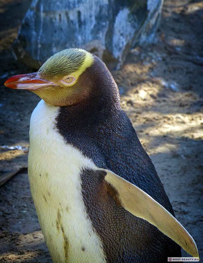 Красивые пингвины: желтоглазый пингвин. CC0