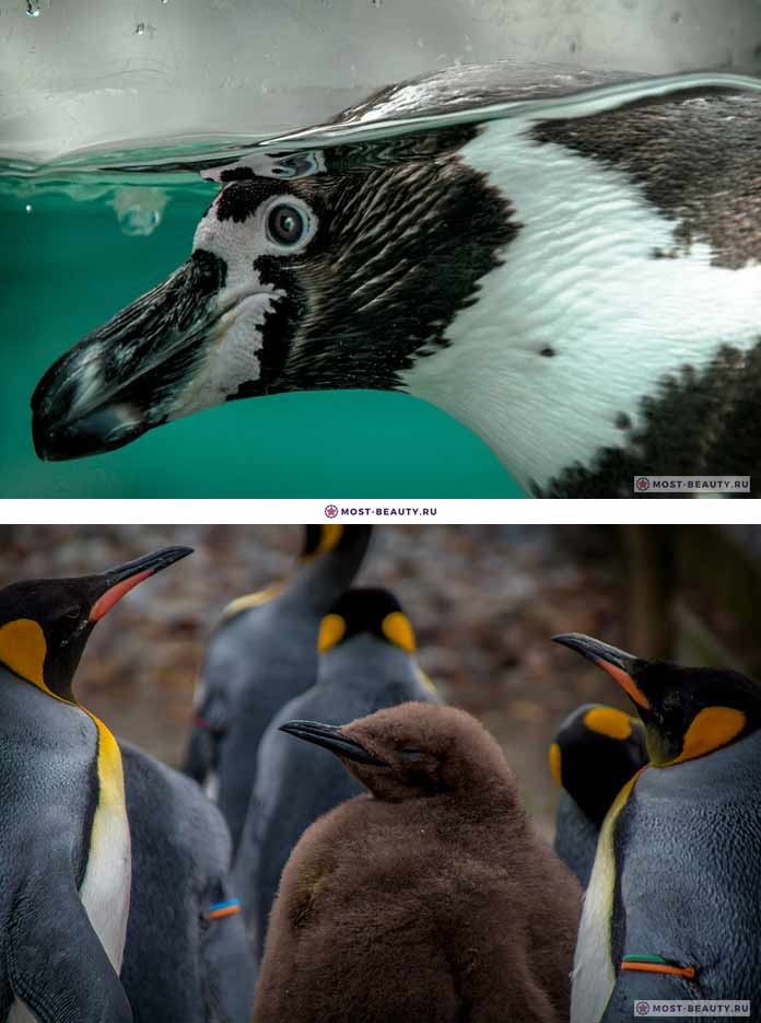 Красивые пингвины. CC0