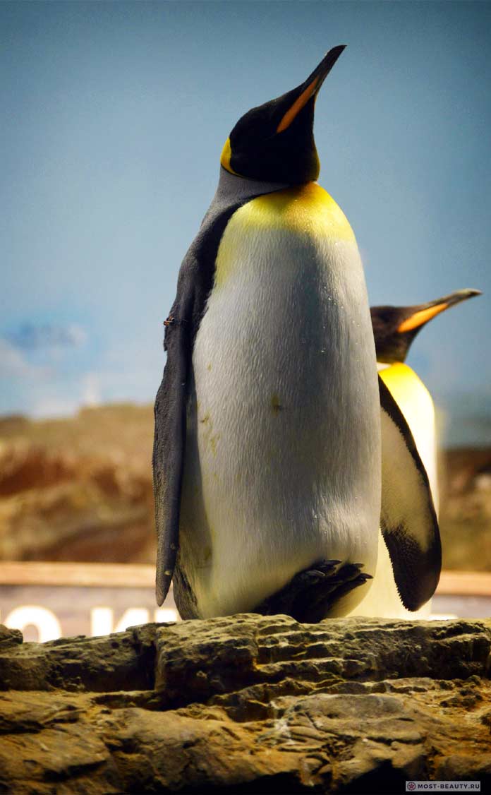 Пингвины. CC0