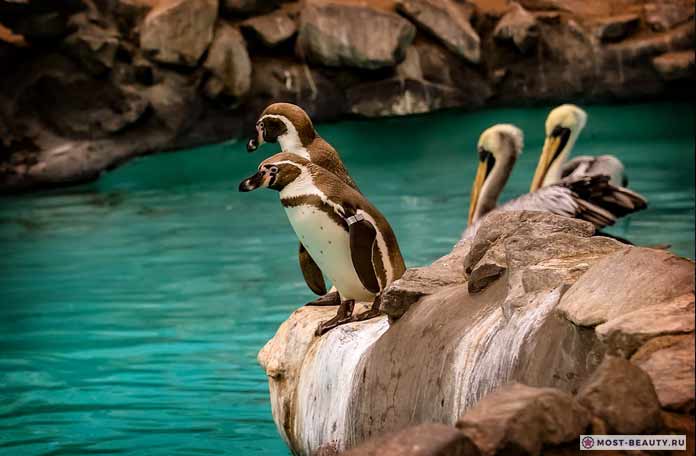 Красивые пингвины. CC0