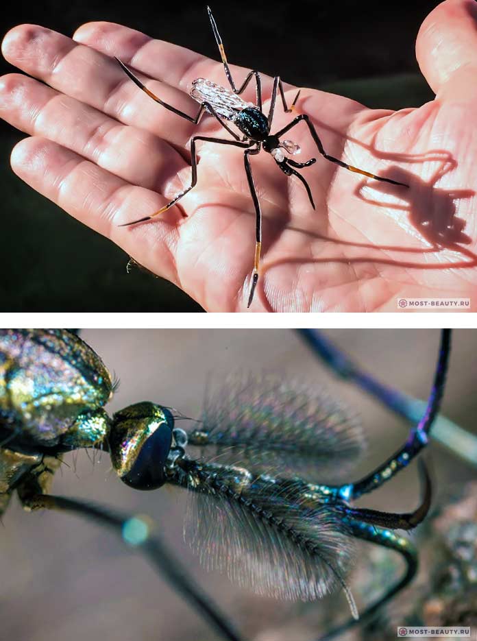Самые красивые фото комаров: Toxorhynchites
