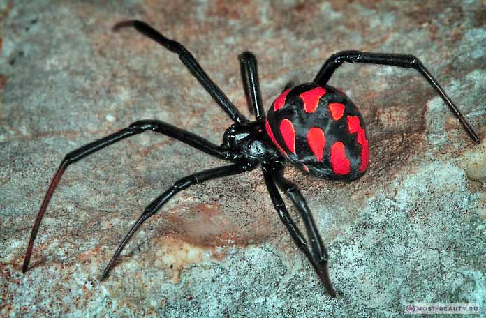 Самые ядовитые пауки: Каракурт