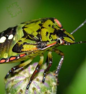 Клопы тоже могут быть красивыми: Прекрасные фото клопов