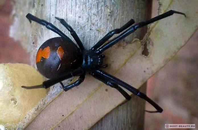 Самые ядовитые пауки: Красноспинный паук. СС0