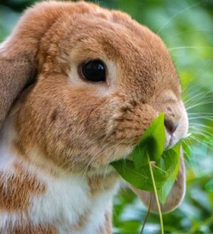 Самые красивые кролики в мире