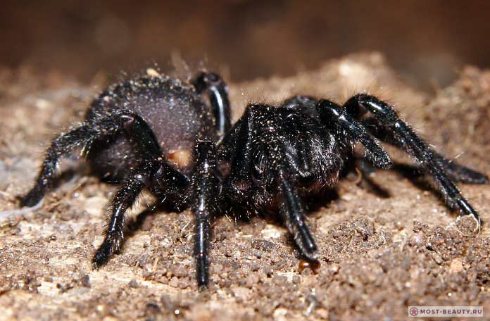 Сиднейский лейкопаутинный паук. СС0