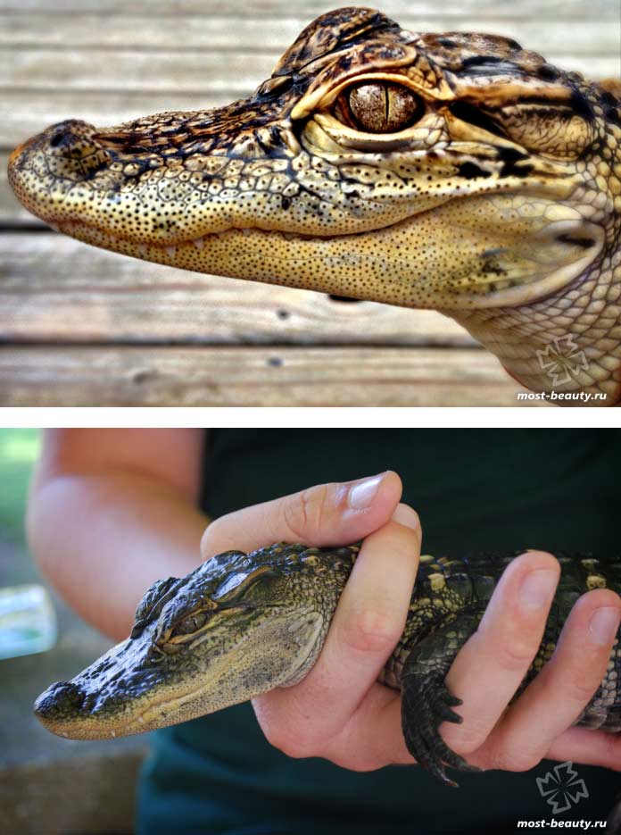 Удивительые фото необычных и красивых крокодилов. CC0