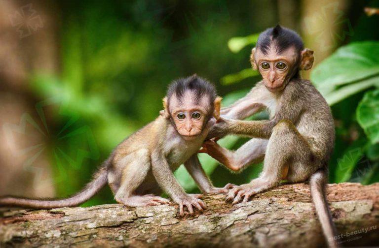 Целующиеся обезьяны фото