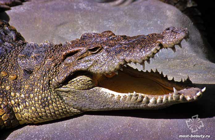 Сиамский крокодил. СС0