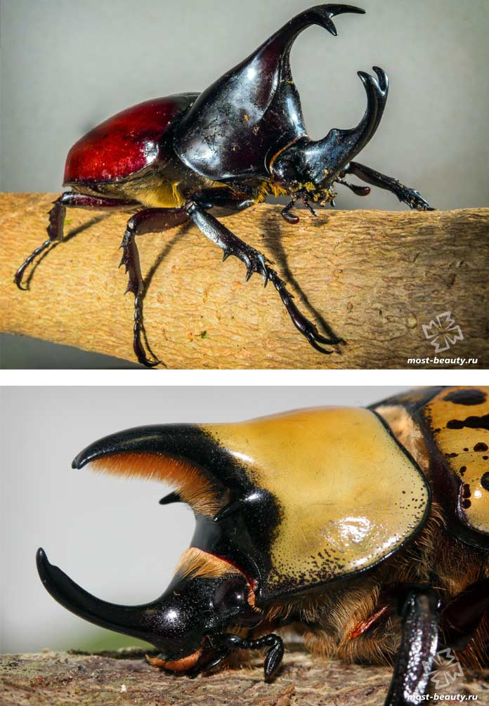 Самые красивые виды жуков: Жук-геркулес. СС0