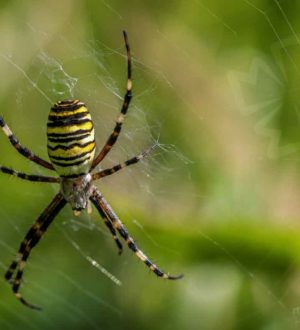 Список самых ядовитых пауков нашей планеты