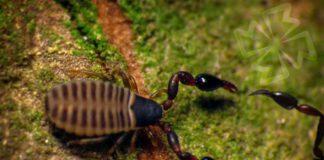 Ложноскорпионы