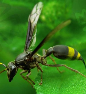 Самые сильно жалящие насекомые в мире