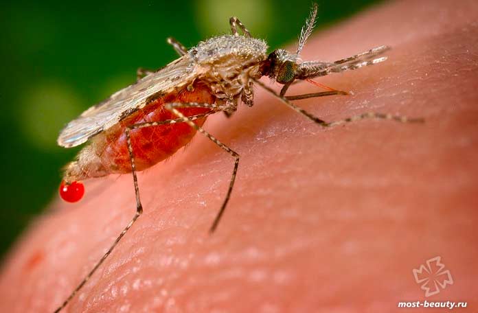 Малярийный комар. CC0