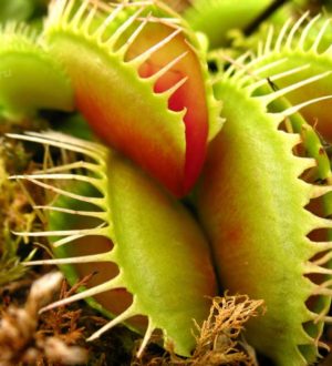10 самых удивительных хищных растений в мире