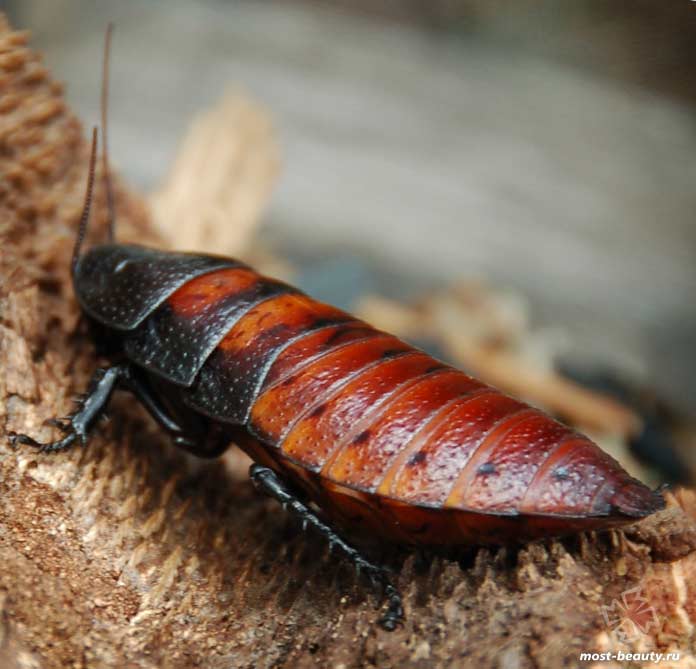 Самые опасные тараканы: Gromphadorhina portentosa. CC0