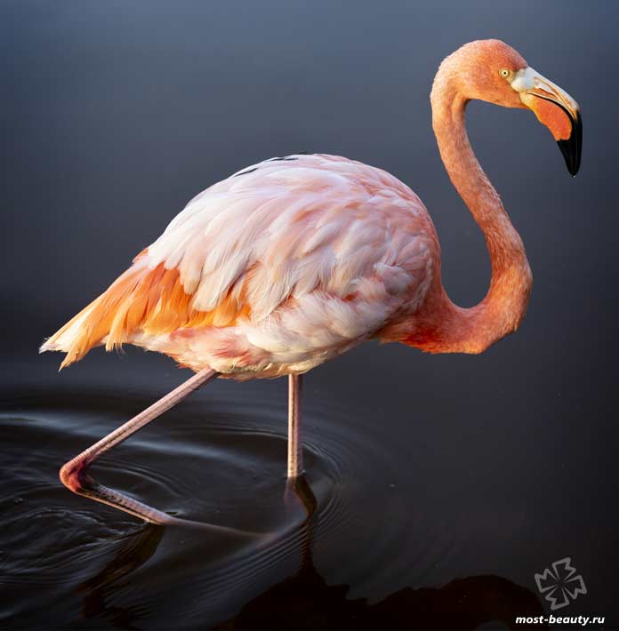 Птицы с красивыми клювами: Розовый фламинго. CC0