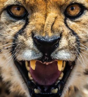 10 диких кошек, находящихся под угрозой вымирания