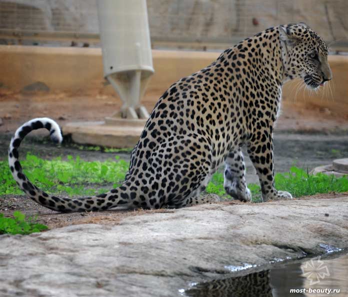 Южноаравийский леопард