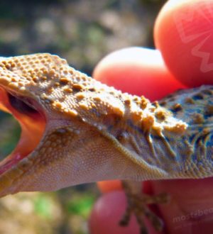 10 уникальных животных, которые в процессе эволюции потеряли глаза