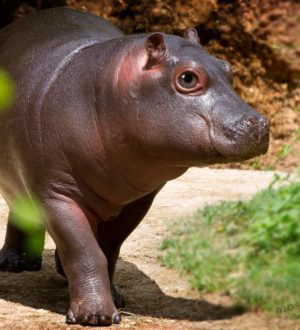 20 опасных животных, которые на первый взгляд совершенно безобидны