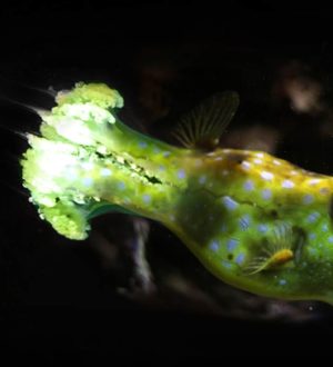 Удивительные животные с более чем одним сердцем