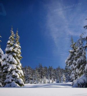 ТОП-10 самых красивых лесов нашей планеты