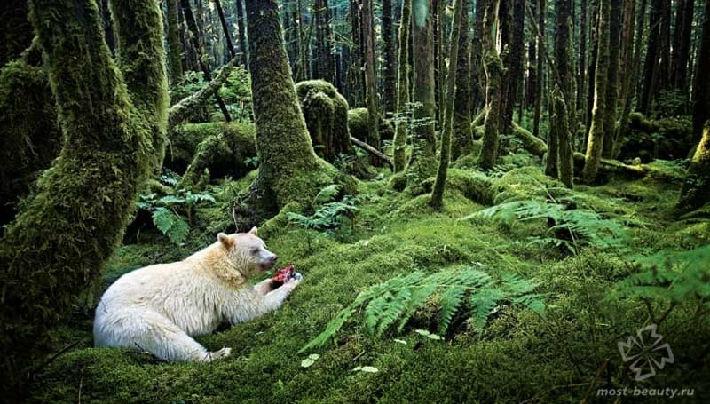 Тропический лес Большой Медведицы