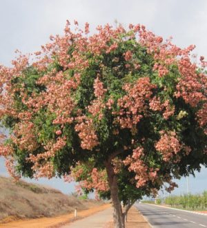 Самые красивые деревья юга