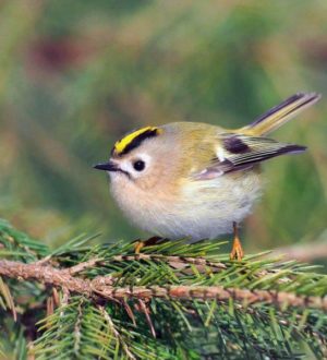 Самые миниатюрные животные и птицы планеты