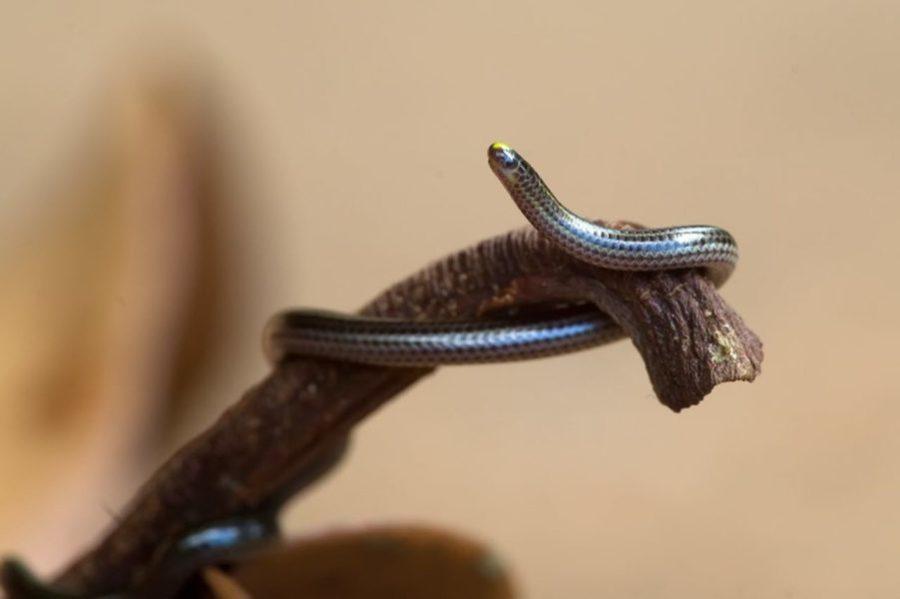 Змея Tetracheilostoma carlae