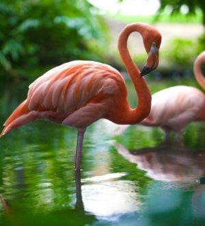 Самые красивые птицы планеты