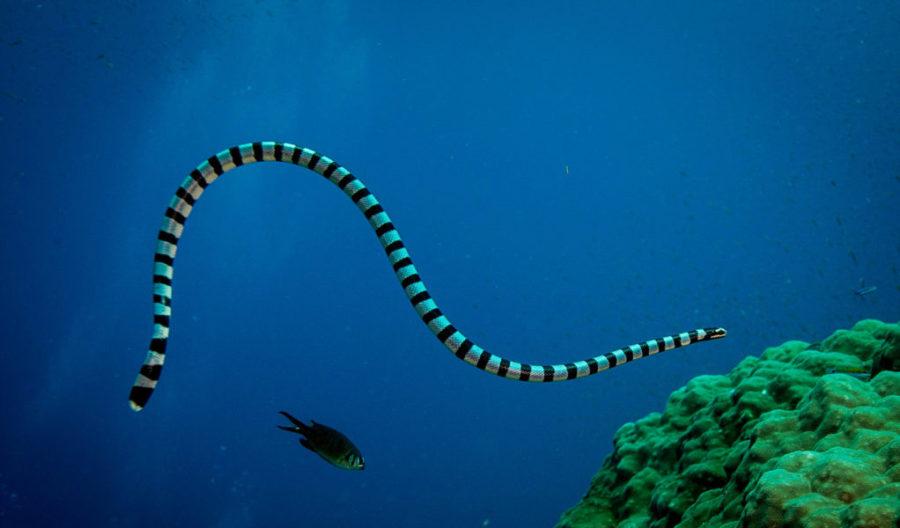 Коротконосая морская змея