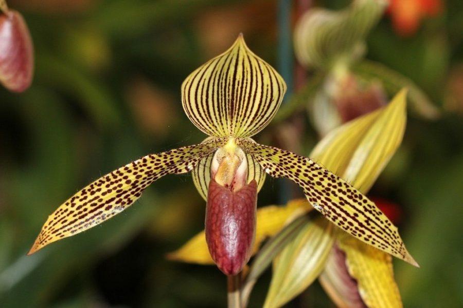 Орхидея Золото Кинабалу