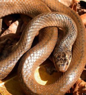 ТОП-10 самых редких змей, живущих на земле
