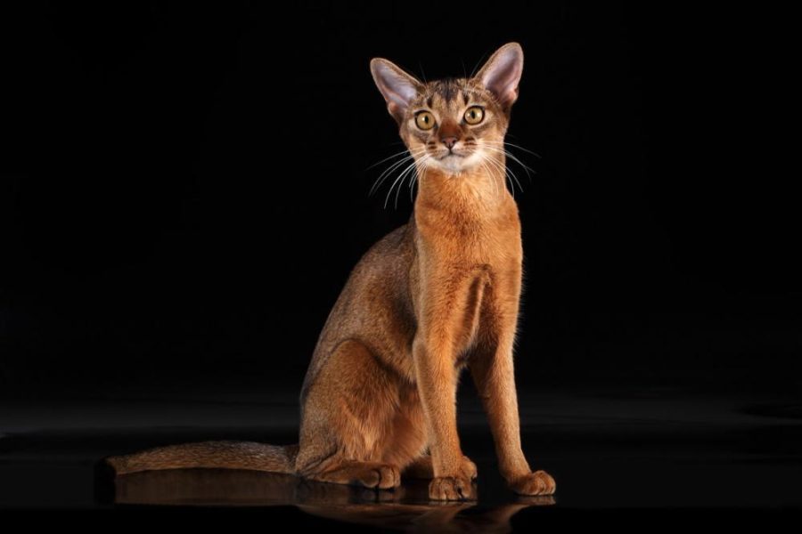 Самые красивые породы кошек: ТОП-10.