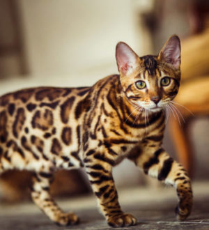 ТОП-10 самых красивых пород кошек