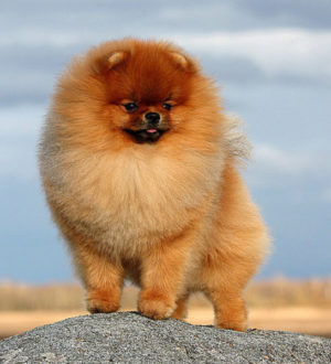 Самые маленькие породы собак в мире