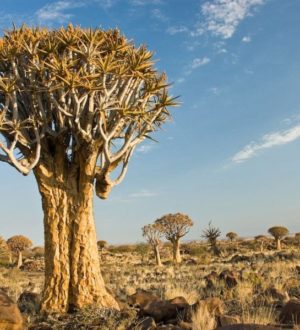 Самые красивые растения пустыни