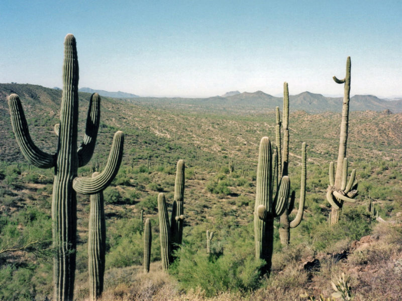 Карнегия: Мексика, Калифорния, Аризона, пустыня Сонора