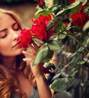 Самые удивительные факты о розах