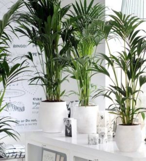 ТОП-9 самых крупных домашних растений