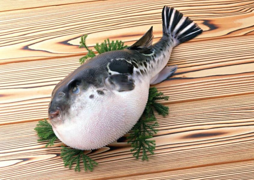 Рыба фугу